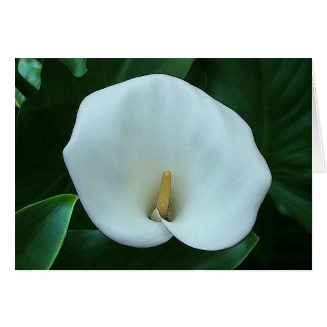 Calla Lily - 5" x 7" Art Card (Vorderseite (Horizontal))