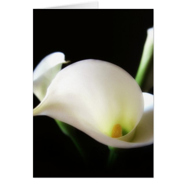 Calla Lily 7 (Vorne)