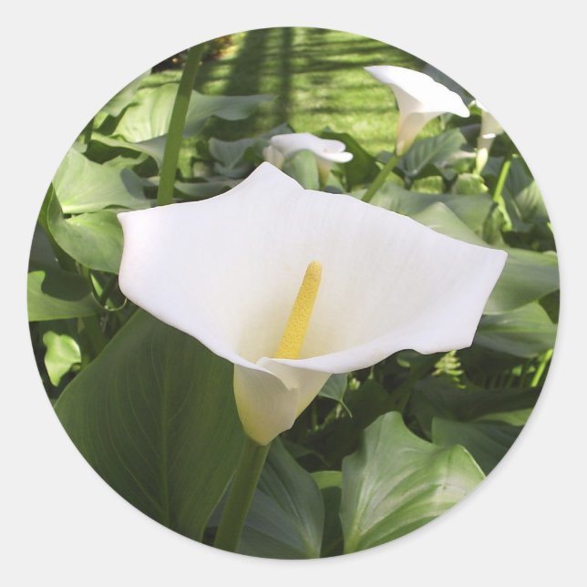 Calla-Lily-Aufkleber Runder Aufkleber (Vorderseite)