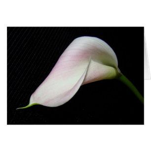 Calla Lily Blume Card