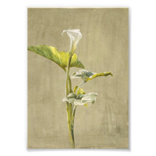 Calla Lily by Fidelia Bridges Fotodruck
