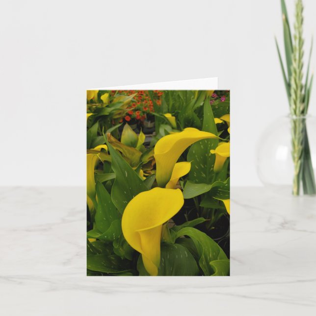 Calla lily dankeskarte (Vorderseite)