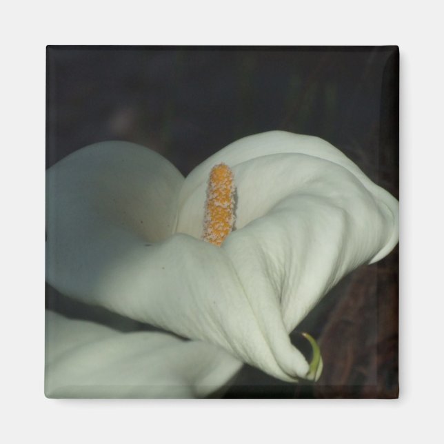 Calla Lily Dawn Magnet (Vorne)