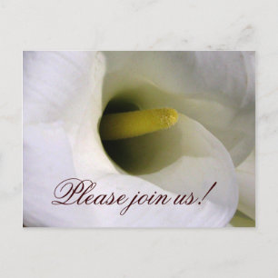 Calla lily Einladung Postcard
