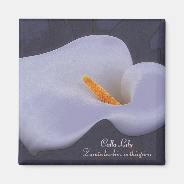 Calla Lily Illustration Kühlschrankmagnet Magnet (Vorne)