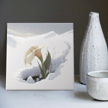 Calla Lily im Berg durch Schnee brechen