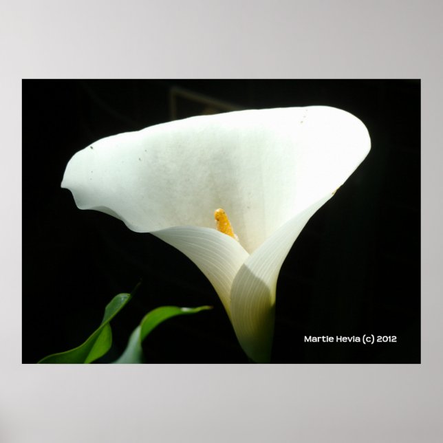 Calla Lily in Black Poster (Vorne)