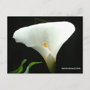 Calla Lily in Black Postkarte