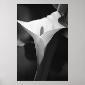 Calla Lily in Schwarz und Weiß Poster