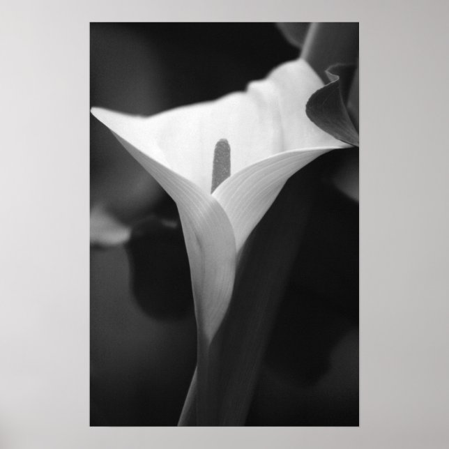 Calla Lily in Schwarz und Weiß Poster (Vorne)