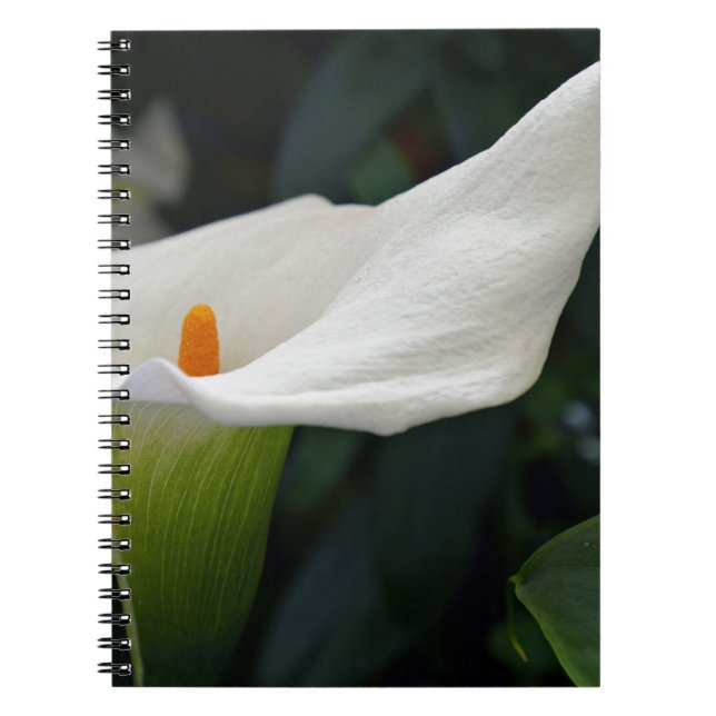 Calla Lily.JPG Notizblock (Vorderseite)