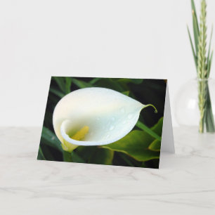 Calla Lily Karte