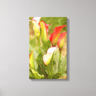 Calla Lily Leinwand