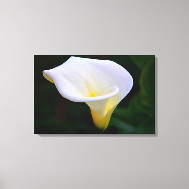 Calla Lily Leinwanddruck (Vorderseite)