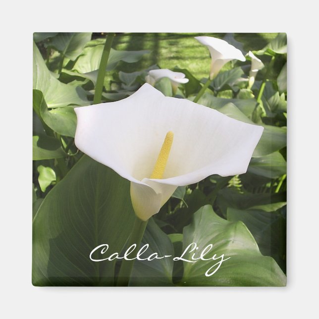 Calla-Lily Magnet (Vorne)