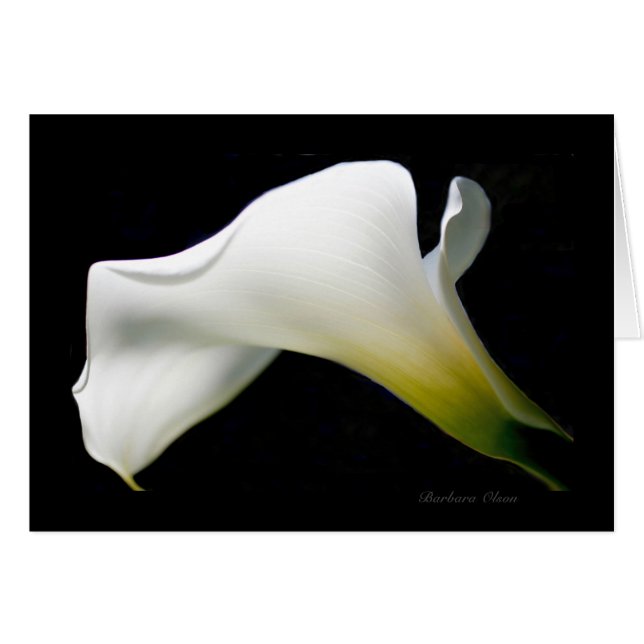 Calla Lily - mit Anmut und Stil*: (Vorderseite (Horizontal))