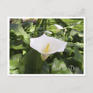 Calla-Lily Postcard Ankündigungspostkarte