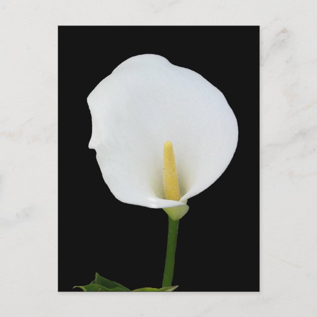 Calla Lily Postcard Postkarte (Vorderseite)