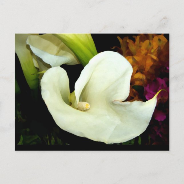 Calla Lily Postcard Postkarte (Vorderseite)