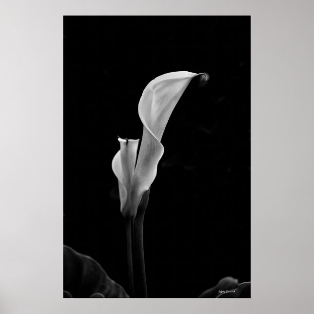 Calla Lily Poster (Vorne)