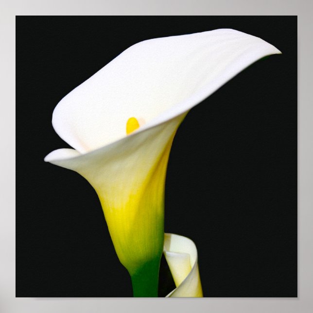 CALLA LILY POSTER (Vorne)