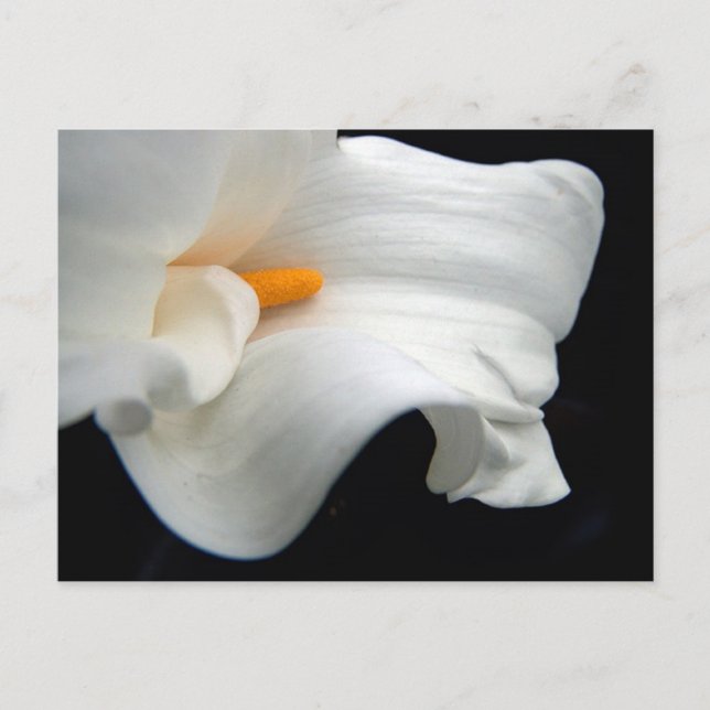 Calla Lily Postkarte (Vorderseite)