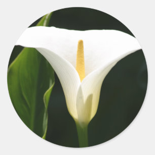Calla Lily Runder Aufkleber