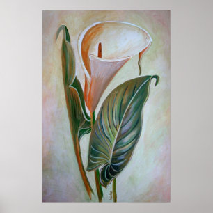 Calla Lily Schöne botanische Kunst Poster
