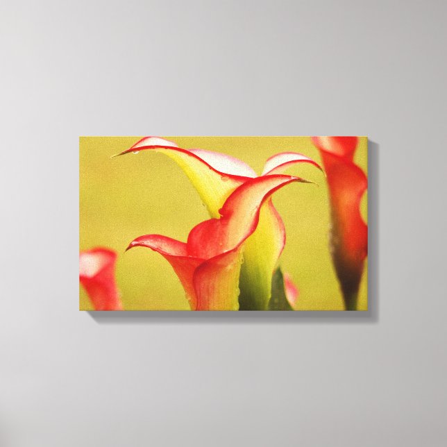 Calla Lily Wall Art Leinwanddruck (Vorderseite)