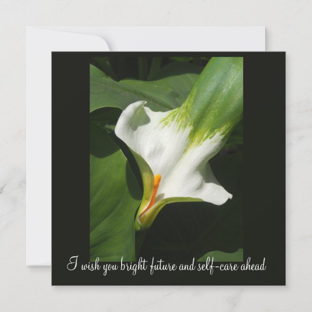 Calla Lily, Zantedeschia (Vorderseite)