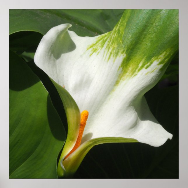Calla Lily, Zantedeschia Poster (Vorne)