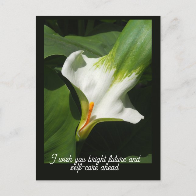 Calla Lily, Zantedeschia Postkarte (Vorderseite)