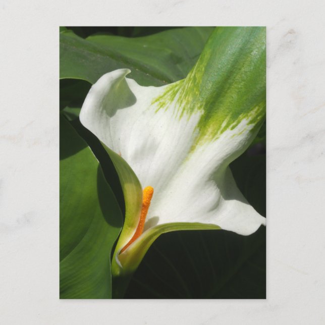 Calla Lily, Zantedeschia Postkarte (Vorderseite)
