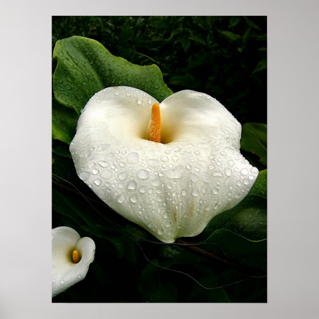 Calla Lilys Poster (Vorne)
