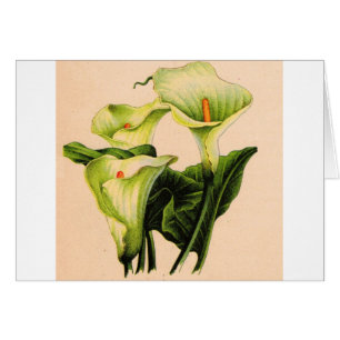 Calla lis