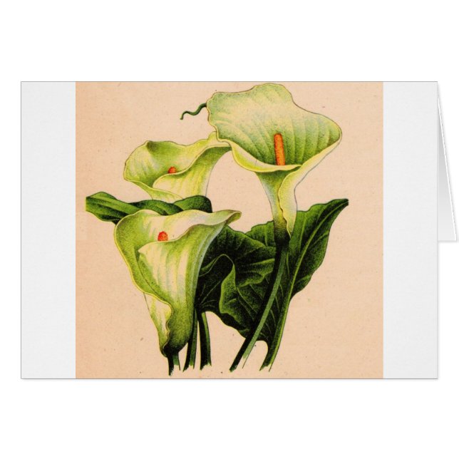 Calla lis (Vorderseite (Horizontal))
