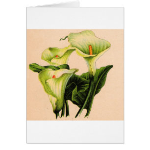 Calla lis
