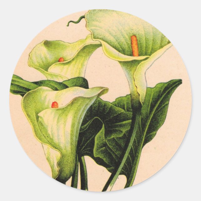 Calla lis runder aufkleber (Vorderseite)
