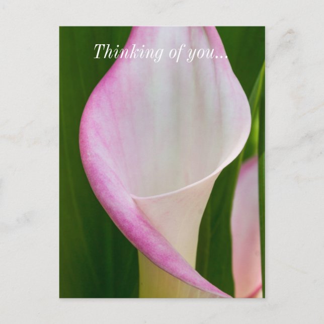 Calla Pano Denken Sie an Sie Postkarte (Vorderseite)