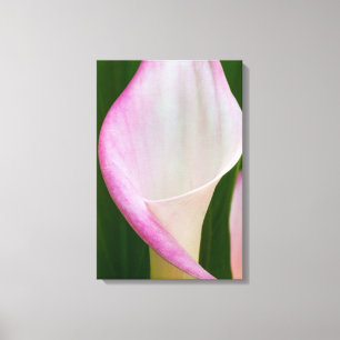 Calla Pano Leinwanddruck