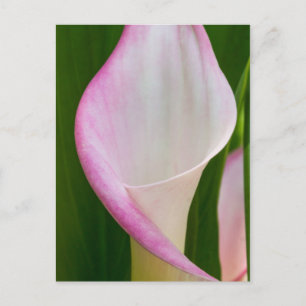 Calla Pano Postkarte