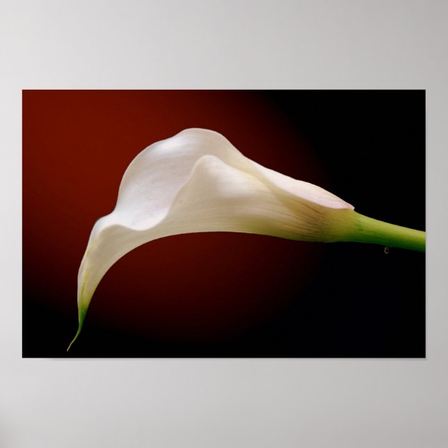 Calla Poster (Vorne)
