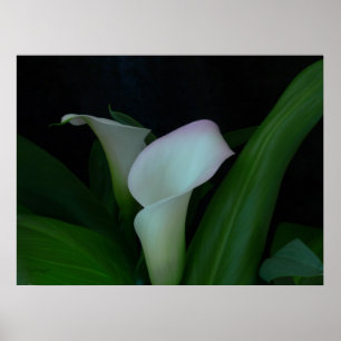 Calla Poster