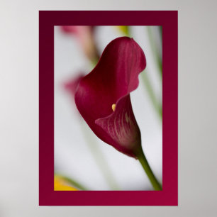 Callalilie Plakat
