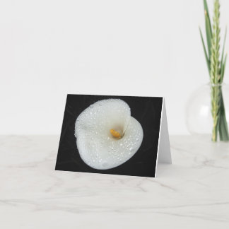 CallaLily nach einer Abendsdusche NoteCard Karte