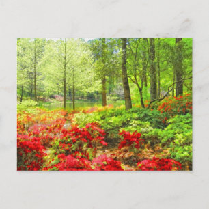 Callaway Azaleas Postkarte