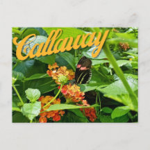 Callaway Garden Butterfly Blume Georgia Postcard