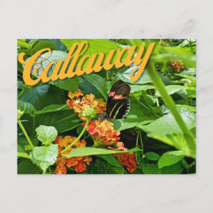 Callaway Garden Butterfly Blume Georgia Postcard Postkarte
