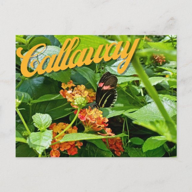 Callaway Garden Butterfly Blume Georgia Postcard Postkarte (Vorderseite)