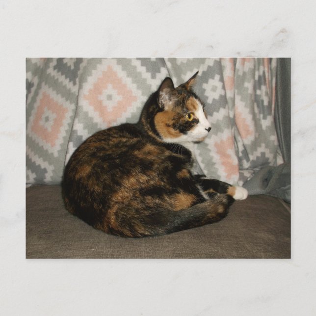 Callie Cat auf Sofa Postkarte (Vorderseite)